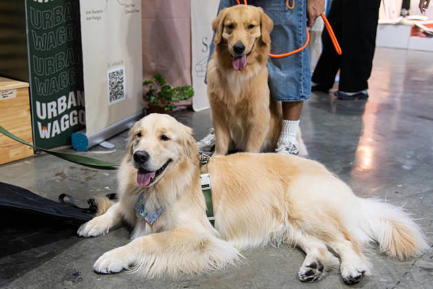 Pet Expo Thailand 2026 in Bangkok - 02 May 2026 Golden Retriever dogs seen during the Pet Expo Thailand 2026 at Queen Sirikit National Convention Center in Bangkok. Bangkok Thailand Copyright: xPeeraponxBoonyakiatx xSOPAxImagesx Pet_Expo_2026-10