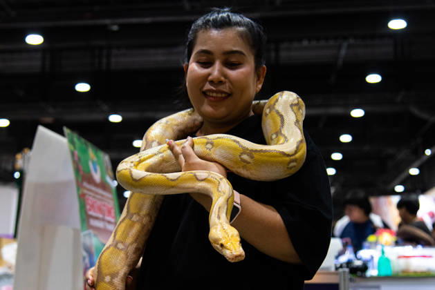 Pet Expo Thailand 2026 in Bangkok - 02 May 2026 A visitor poses for a photo with a python during the Pet Expo Thailand 2026 at Queen Sirikit National Convention Center. Bangkok Thailand Copyright: xPeeraponxBoonyakiatx xSOPAxImagesx Pet_Expo_2026-13
