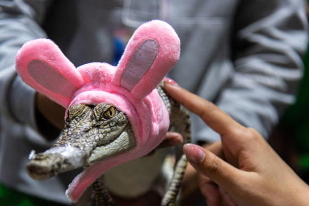 Pet Expo Thailand 2026 in Bangkok - 02 May 2026 A visitor seen touching an alligator during the Pet Expo Thailand 2026 at Queen Sirikit National Convention Center. Bangkok Thailand Copyright: xPeeraponxBoonyakiatx xSOPAxImagesx Pet_Expo_2026-14