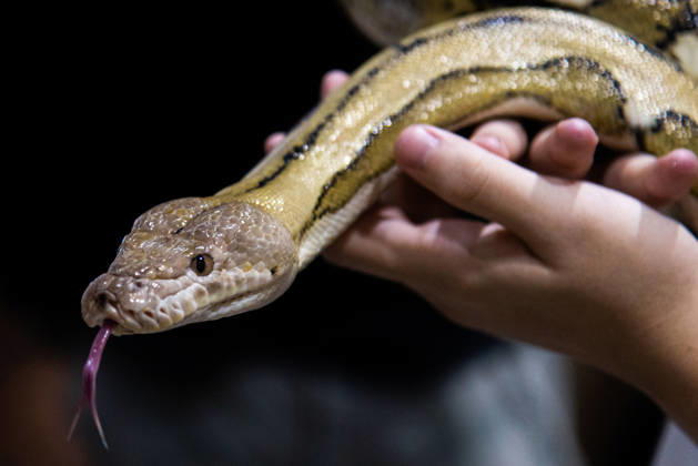 Pet Expo Thailand 2026 in Bangkok - 02 May 2026 A visitor seen holding a python during the Pet Expo Thailand 2026 at Queen Sirikit National Convention Center. Bangkok Thailand Copyright: xPeeraponxBoonyakiatx xSOPAxImagesx Pet_Expo_2026-15