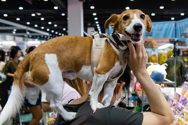 Pet Expo Thailand 2026 in Bangkok - 02 May 2026 A dog seen on a person s shoulder during the Pet Expo Thailand 2026 at Queen Sirikit National Convention Center. Bangkok Thailand Copyright: xPeeraponxBoonyakiatx xSOPAxImagesx Pet_Expo_2026-3