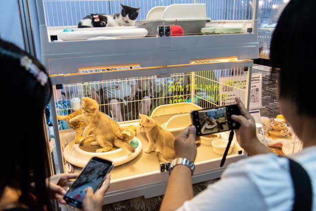 Pet Expo Thailand 2026 in Bangkok - 02 May 2026 Visitors take a photo of cats during the Pet Expo Thailand 2026 at Queen Sirikit National Convention Center. Bangkok Thailand Copyright: xPeeraponxBoonyakiatx xSOPAxImagesx Pet_Expo_2026-1