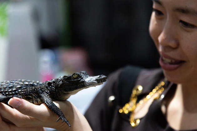 Pet Expo Thailand 2026 in Bangkok - 02 May 2026 A visitor seen looking at an alligator during the Pet Expo Thailand 2026 at Queen Sirikit National Convention Center. Bangkok Thailand Copyright: xPeeraponxBoonyakiatx xSOPAxImagesx Pet_Expo_2026-16
