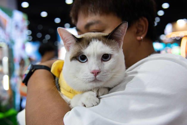 Pet Expo Thailand 2026 in Bangkok - 02 May 2026 A cat seen on a person s arm during the Pet Expo Thailand 2026 at Queen Sirikit National Convention Center. Bangkok Thailand Copyright: xPeeraponxBoonyakiatx xSOPAxImagesx Pet_Expo_2026-5