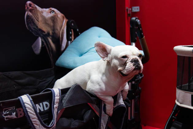 Pet Expo Thailand 2026 in Bangkok - 02 May 2026 A French Bulldog seen in a stroller during the Pet Expo Thailand 2026 at Queen Sirikit National Convention Center. Bangkok Thailand Copyright: xPeeraponxBoonyakiatx xSOPAxImagesx Pet_Expo_2026-6