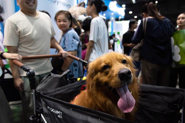 Pet Expo Thailand 2026 in Bangkok - 02 May 2026 A Golden Retriever dog seen in a stroller during the Pet Expo Thailand 2026 at Queen Sirikit National Convention Center. Bangkok Thailand Copyright: xPeeraponxBoonyakiatx xSOPAxImagesx Pet_Expo_2026-7