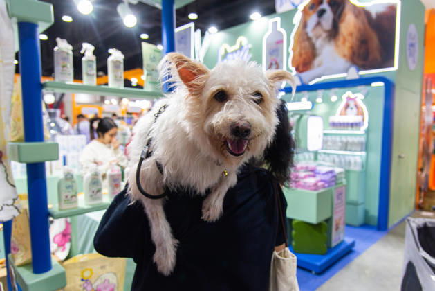 Pet Expo Thailand 2026 in Bangkok - 02 May 2026 A dog seen on a person s shoulder during the Pet Expo Thailand 2026 at Queen Sirikit National Convention Center Bangkok Thailand Copyright: xPeeraponxBoonyakiatx xSOPAxImagesx Pet_Expo_2026-8