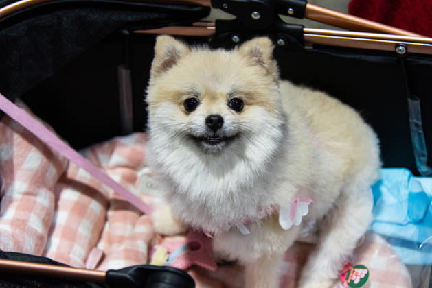Pet Expo Thailand 2026 in Bangkok - 02 May 2026 A Pomeranian dog seen in a stroller during the Pet Expo Thailand 2026 at Queen Sirikit National Convention Center. Bangkok Thailand Copyright: xPeeraponxBoonyakiatx xSOPAxImagesx Pet_Expo_2026-9
