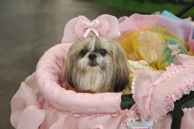 Pet Fest in Indonesia SOUTH TANGERANG, INDONESIA - MAY 3: Dog wearing a costume during Pet Fest 2026, a festival for animal lover communities in South Tangerang, Banten, Indonesia on May 3, 2026. The annual event, aimed at animal lover communities, features a range of activities including pet costume contests, free vaccination clinics, and educational talks on adoption and responsible pet care. Agoes Rudianto Anadolu South Tangerang Indonesia. Editorial use only. Please get in touch for any other usage.  Copyright: x2026xAnadoluxAgoesxRudiantox