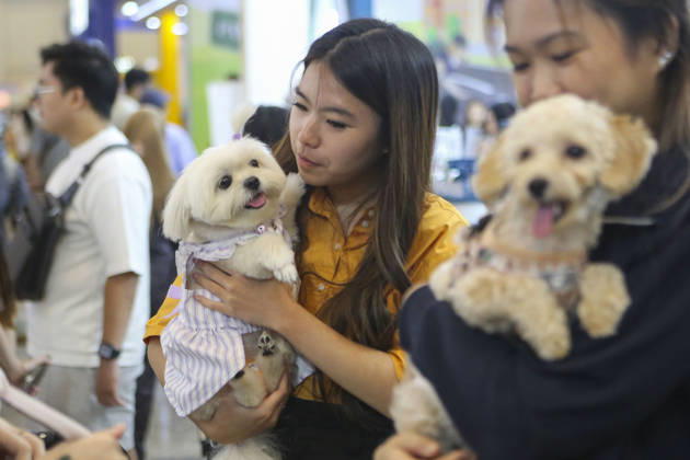 Pet Fest in Indonesia SOUTH TANGERANG, INDONESIA - MAY 3: Dogs wearing a costume during Pet Fest 2026, a festival for animal lover communities in South Tangerang, Banten, Indonesia on May 3, 2026. The annual event, aimed at animal lover communities, features a range of activities including pet costume contests, free vaccination clinics, and educational talks on adoption and responsible pet care. Agoes Rudianto Anadolu South Tangerang Indonesia. Editorial use only. Please get in touch for any other usage.  Copyright: x2026xAnadoluxAgoesxRudiantox