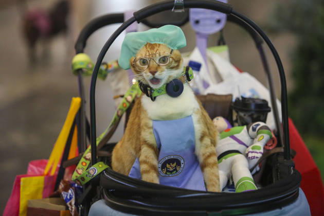 Pet Fest in Indonesia SOUTH TANGERANG, INDONESIA - MAY 3: Cat wearing a costume during Pet Fest 2026, a festival for animal lover communities in South Tangerang, Banten, Indonesia on May 3, 2026. The annual event, aimed at animal lover communities, features a range of activities including pet costume contests, free vaccination clinics, and educational talks on adoption and responsible pet care. Agoes Rudianto Anadolu South Tangerang Indonesia. Editorial use only. Please get in touch for any other usage.  Copyright: x2026xAnadoluxAgoesxRudiantox