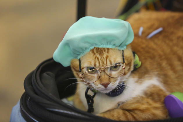 Pet Fest in Indonesia SOUTH TANGERANG, INDONESIA - MAY 3: Cat wearing a costume during Pet Fest 2026, a festival for animal lover communities in South Tangerang, Banten, Indonesia on May 3, 2026. The annual event, aimed at animal lover communities, features a range of activities including pet costume contests, free vaccination clinics, and educational talks on adoption and responsible pet care. Agoes Rudianto Anadolu South Tangerang Indonesia. Editorial use only. Please get in touch for any other usage.  Copyright: x2026xAnadoluxAgoesxRudiantox