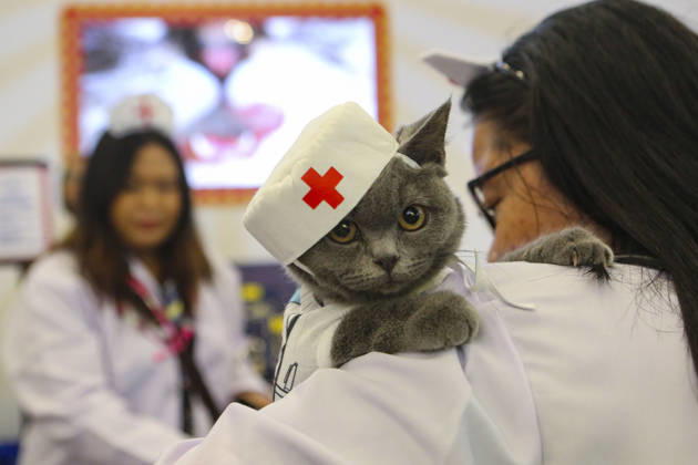 Pet Fest in Indonesia SOUTH TANGERANG, INDONESIA - MAY 3: Cat wearing a costume during Pet Fest 2026, a festival for animal lover communities in South Tangerang, Banten, Indonesia on May 3, 2026. The annual event, aimed at animal lover communities, features a range of activities including pet costume contests, free vaccination clinics, and educational talks on adoption and responsible pet care. Agoes Rudianto Anadolu South Tangerang Indonesia. Editorial use only. Please get in touch for any other usage.  Copyright: x2026xAnadoluxAgoesxRudiantox