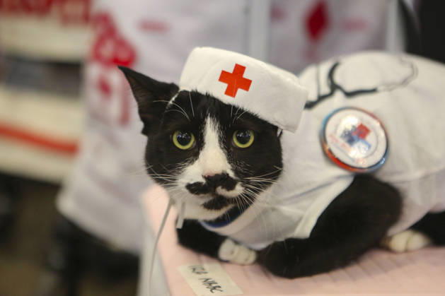 Pet Fest in Indonesia SOUTH TANGERANG, INDONESIA - MAY 3: Cat wearing a costume during Pet Fest 2026, a festival for animal lover communities in South Tangerang, Banten, Indonesia on May 3, 2026. The annual event, aimed at animal lover communities, features a range of activities including pet costume contests, free vaccination clinics, and educational talks on adoption and responsible pet care. Agoes Rudianto Anadolu South Tangerang Indonesia. Editorial use only. Please get in touch for any other usage.  Copyright: x2026xAnadoluxAgoesxRudiantox