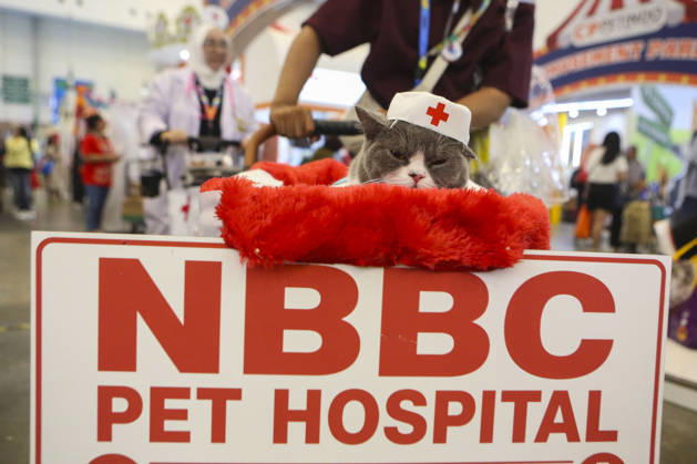 Pet Fest in Indonesia SOUTH TANGERANG, INDONESIA - MAY 3: Cat wearing a costume during Pet Fest 2026, a festival for animal lover communities in South Tangerang, Banten, Indonesia on May 3, 2026. The annual event, aimed at animal lover communities, features a range of activities including pet costume contests, free vaccination clinics, and educational talks on adoption and responsible pet care. Agoes Rudianto Anadolu South Tangerang Indonesia. Editorial use only. Please get in touch for any other usage.  Copyright: x2026xAnadoluxAgoesxRudiantox