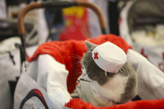 Pet Fest in Indonesia SOUTH TANGERANG, INDONESIA - MAY 3: Cat wearing a costume during Pet Fest 2026, a festival for animal lover communities in South Tangerang, Banten, Indonesia on May 3, 2026. The annual event, aimed at animal lover communities, features a range of activities including pet costume contests, free vaccination clinics, and educational talks on adoption and responsible pet care. Agoes Rudianto Anadolu South Tangerang Indonesia. Editorial use only. Please get in touch for any other usage.  Copyright: x2026xAnadoluxAgoesxRudiantox
