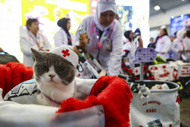 Pet Fest in Indonesia SOUTH TANGERANG, INDONESIA - MAY 3: Cat wearing a costume during Pet Fest 2026, a festival for animal lover communities in South Tangerang, Banten, Indonesia on May 3, 2026. The annual event, aimed at animal lover communities, features a range of activities including pet costume contests, free vaccination clinics, and educational talks on adoption and responsible pet care. Agoes Rudianto Anadolu South Tangerang Indonesia. Editorial use only. Please get in touch for any other usage.  Copyright: x2026xAnadoluxAgoesxRudiantox