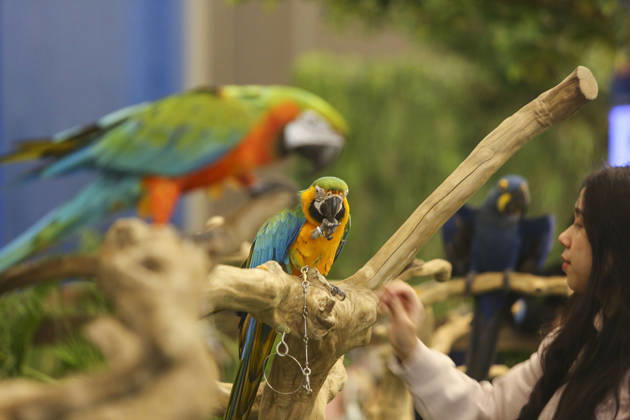 Pet Fest in Indonesia SOUTH TANGERANG, INDONESIA - MAY 3: A visitor feeds a macaw bird during Pet Fest 2026, a festival for animal lover communities in South Tangerang, Banten, Indonesia on May 3, 2026. The annual event, aimed at animal lover communities, features a range of activities including pet costume contests, free vaccination clinics, and educational talks on adoption and responsible pet care. Agoes Rudianto Anadolu South Tangerang Indonesia. Editorial use only. Please get in touch for any other usage.  Copyright: x2026xAnadoluxAgoesxRudiantox