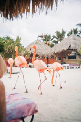 Pink flamingos walking on sandy beach in aruba Oranjestad, Aruba CR_FKNH2605015A-2007090-01