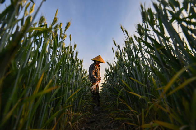 Farmer Field QINGZHOU, CHINA - MAY 6, 2026 - A farmer is weeding in a wheat field in Qingzhou City, Shandong Province, China on May 6, 2026. Qingzhou Shandong China  Copyright: xCFOTOx i1778063142221