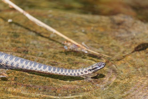 Eine mit Pollen bedeckte Kreuzotter (Vipera berus) schwimmt an einem sonnigen Tag im mit Pollen bedeckten Wasser eines kleinen Teichs. Bayern, Deutschland A common European adder (Vipera berus) covered in pollen swims in the pollen-covered water of a small pond on a sunny day. Bavaria, Germany Copyright: imageBROKER photoholic ibxprn17584732