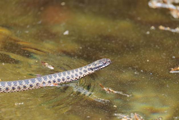Eine mit Pollen bedeckte Kreuzotter (Vipera berus) schwimmt an einem sonnigen Tag im mit Pollen bedeckten Wasser eines kleinen Teichs. Zunge herausgestreckt. Bayern, Deutschland A common European adder (Vipera berus) covered in pollen swims in the pollen-covered water of a small pond on a sunny day. Tongue out. Bavaria, Germany Copyright: imageBROKER photoholic ibxprn17584733