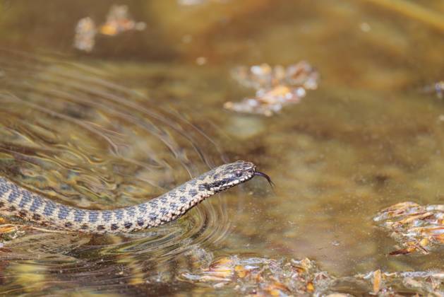 Eine mit Pollen bedeckte Kreuzotter (Vipera berus) schwimmt an einem sonnigen Tag im mit Pollen bedeckten Wasser eines kleinen Teichs. Zunge herausgestreckt. Bayern, Deutschland A common European adder (Vipera berus) covered in pollen swims in the pollen-covered water of a small pond on a sunny day. Tongue out. Bavaria, Germany Copyright: imageBROKER photoholic ibxprn17584736