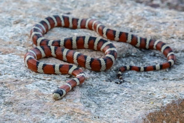 Eine mexikanische Milchschlange in Tucson, Arizona A a non venomous species of milksnake in the preserve park (License=RF) Copyright: xZoonar.com CHERI_ALGUIREx 23451599
