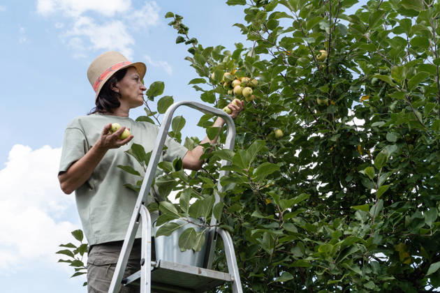 Eine Frau steht auf einer Leiter in einem Obstgarten und pflückt unter blauem Himmel reife grüne Äpfel von einem Obstbaum. Natürlicher, biologischer Gartenbau. Grüner Lebensstil Eine Frau steht auf einer Leiter in einem Obstgarten und pflückt unter blauem Himmel reife grüne Äpfel von einem Obstbaum. Natürlicher, biologischer Gartenbau. Grüner Lebensstil (License=RF) ,model released, Symbolfoto Copyright: xZoonar.com NataliaxXimichx 24999274 ,model released, Symbolfoto ,property released