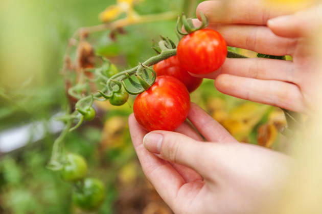 Konzept für Gartenbau und Landwirtschaft. Landarbeiterin, die frische, reife Bio-Tomaten von Hand pflückt. Gewächshausanbau. Gemüseanbau. Tomatenanbau im Gewächshaus. Gardening and agriculture concept. Woman farm worker hand picking fresh ripe organic tomatoes. Greenhouse produce. Vegetable food production. Tomato growing in greenhouse (License=RF) Copyright: xZoonar.com IuliiaxZavalishinax 25012154