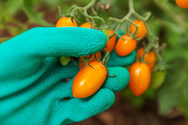 Konzept für Gartenbau und Landwirtschaft. Eine Landarbeiterin pflückt mit Handschuhen frische, reife Bio-Tomaten. Gewächshausanbau. Gemüseanbau. Tomatenanbau im Gewächshaus. Gardening and agriculture concept. Woman farm worker hand in glove picking fresh ripe organic tomatoes. Greenhouse produce. Vegetable food production. Tomato growing in greenhouse (License=RF) Copyright: xZoonar.com IuliiaxZavalishinax 25012474