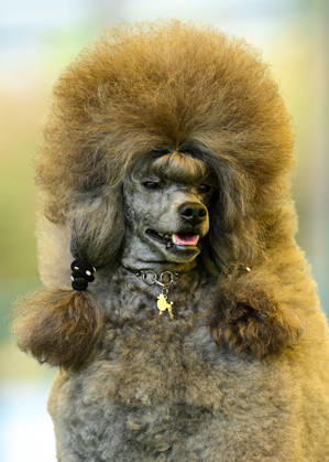 International Dog Breed Standards Competition held in Antalya ANTALYA, TURKIYE - MAY 8: A dog is seen during the International Dog Breed Standards Competition organized by the Turkish Dog Breeds and Cynology Federation at a hotel in Antalya, Turkiye, on May 8, 2026. Dogs were evaluated based on their breed characteristics, gait, posture, and grooming standards during the international event. Orhan Cicek Anadolu Antalya Turkey. Editorial use only. Please get in touch for any other usage.  Copyright: x2026xAnadoluxOrhanxCicekx