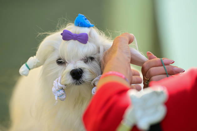 International Dog Breed Standards Competition held in Antalya ANTALYA, TURKIYE - MAY 8: A dog is seen during the International Dog Breed Standards Competition organized by the Turkish Dog Breeds and Cynology Federation at a hotel in Antalya, Turkiye, on May 8, 2026. Dogs were evaluated based on their breed characteristics, gait, posture, and grooming standards during the international event. Orhan Cicek Anadolu Antalya Turkey. Editorial use only. Please get in touch for any other usage.  Copyright: x2026xAnadoluxOrhanxCicekx