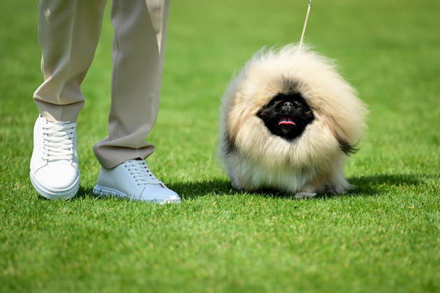 International Dog Breed Standards Competition held in Antalya ANTALYA, TURKIYE - MAY 8: A dog is seen during the International Dog Breed Standards Competition organized by the Turkish Dog Breeds and Cynology Federation at a hotel in Antalya, Turkiye, on May 8, 2026. Dogs were evaluated based on their breed characteristics, gait, posture, and grooming standards during the international event. Orhan Cicek Anadolu Antalya Turkey. Editorial use only. Please get in touch for any other usage.  Copyright: x2026xAnadoluxOrhanxCicekx