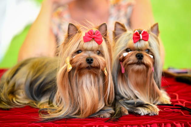 International Dog Breed Standards Competition held in Antalya ANTALYA, TURKIYE - MAY 8: Dogs are seen during the International Dog Breed Standards Competition organized by the Turkish Dog Breeds and Cynology Federation at a hotel in Antalya, Turkiye, on May 8, 2026. Dogs were evaluated based on their breed characteristics, gait, posture, and grooming standards during the international event. Orhan Cicek Anadolu Antalya Turkey. Editorial use only. Please get in touch for any other usage.  Copyright: x2026xAnadoluxOrhanxCicekx