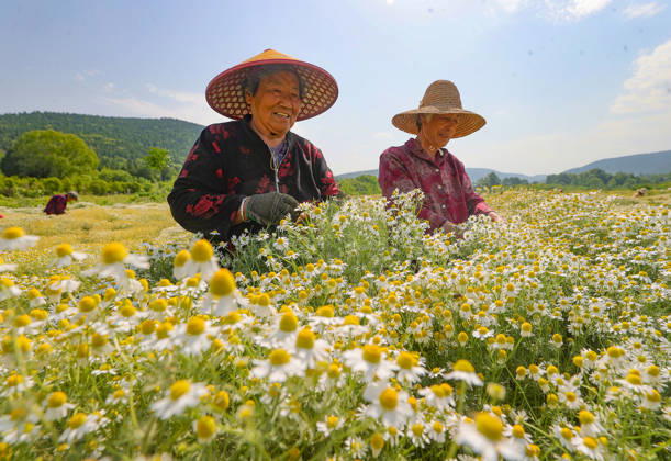 HUAIBEI, CHINA - MAY 11: Farmers harvest chrysanthemum at a chrysanthemum planting base on May 11, 2026 in Huaibei, Anhui Province of China.  Copyright: xVCGx 111640641497