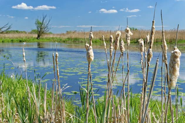 Rohrkolben in der Flusslandschaft im Nationalpark Unteres Odertal in der Uckermark. Stützkow, Angermünde, Brandenburg, Deutschland Cattails in the river landscape in the Lower Oder Valley National Park in the Uckermark. Stützkow, Angermünde, Brandenburg, Germany Copyright: imageBROKER MarkusxBeck iblmbk17735460.jpg