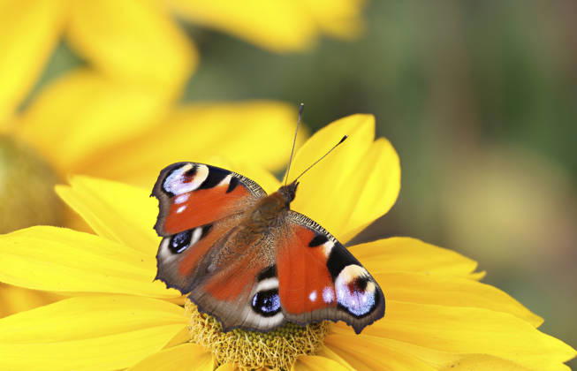 Tagpfauenauge (Inachis io, Nymphalis io, Aglais io), sitzt auf einem Sonnenhut, Rudbeckia, Deutschland, Mecklenburg-Vorpommern Peacock butterfly, European Peacock (Inachis io, Nymphalis io, Aglais io), sitting on a rudbeckia, Germany, Mecklenburg-Western Pomerania BLWS748044