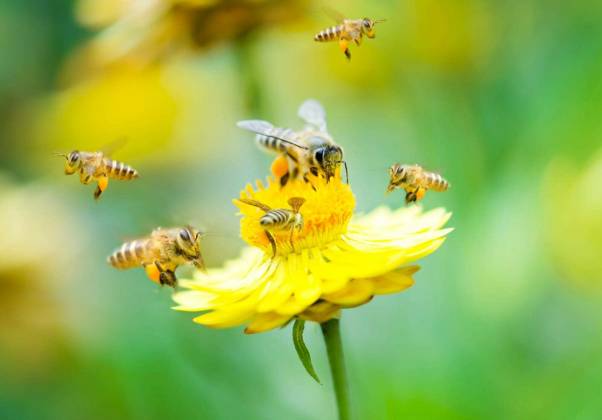 Close up group of bees on a daisy flower Copyright: xszefeix Panthermedia69402250.jpg
