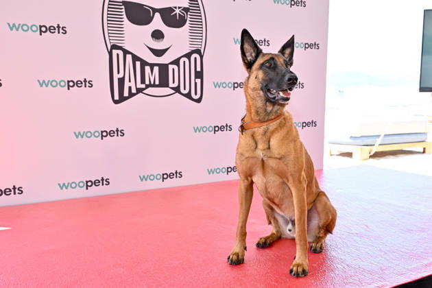 Cannes - Palm Dog Ceremony A dog attending the Palm Dog Ceremony ahead of the 79th Cannes Film Festival in Cannes, France on May 22, 2026. Photo by Julien Reynaud APS-Medias ABACAPRESS.COM Cannes France  Copyright: xReynaudxJulien APS-Medias ABACAx