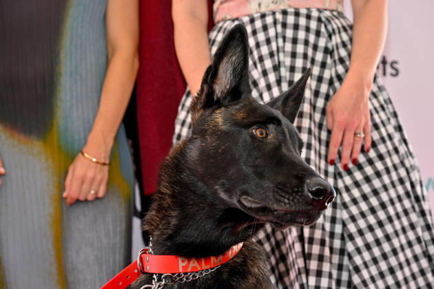 Cannes - Palm Dog Ceremony The dog Yuri, seen in the movie La Perra, wins the 2026 Palm Dog while attending the Palm Dog Ceremony ahead of the 79th Cannes Film Festival in Cannes, France on May 22, 2026. Photo by Julien Reynaud APS-Medias ABACAPRESS.COM Cannes France  Copyright: xReynaudxJulien APS-Medias ABACAx