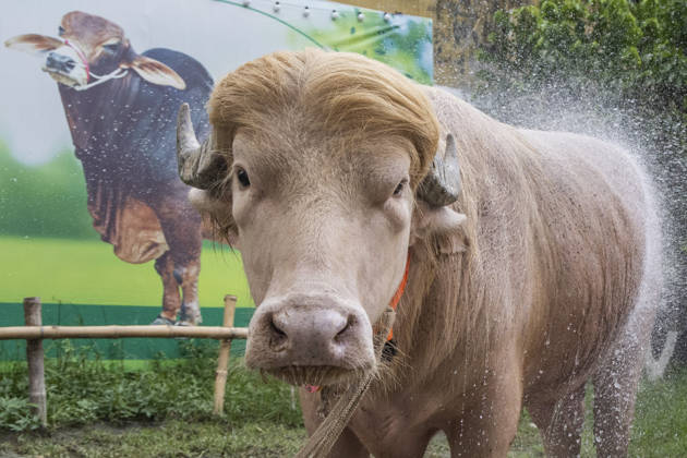 Crowds gather to see albino buffalo nicknamed ‘Donald Trump’ ahead of Eid al-Adha in Bangladesh NARAYANGANJ, BANGLADESH - MAY 23: An albino buffalo nicknamed Donald Trump is seen at a cattle farm ahead of Eid al-Adha in Narayanganj, Bangladesh, on May 23, 2026. The buffalo was given the nickname due to its unusual golden-colored hair and has gone viral on social media. Farm workers are providing constant care and special attention to the animal before it is sold for the Muslim festival sacrifice. Abdul Goni Anadolu Narayanganj Bangladesh. Editorial use only. Please get in touch for any other usage.  Copyright: x2026xAnadoluxAbdulxGonix