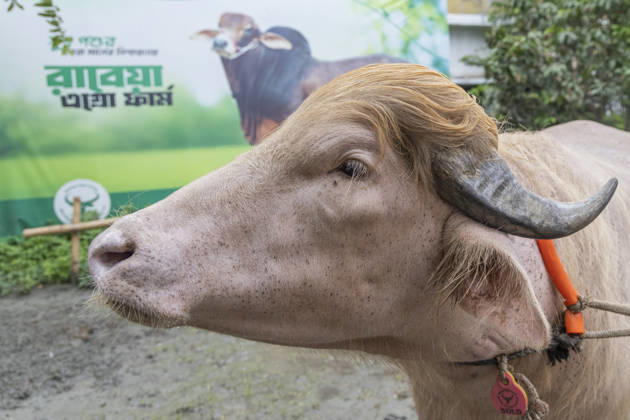 Crowds gather to see albino buffalo nicknamed ‘Donald Trump’ ahead of Eid al-Adha in Bangladesh NARAYANGANJ, BANGLADESH - MAY 23: An albino buffalo nicknamed Donald Trump is seen at a cattle farm ahead of Eid al-Adha in Narayanganj, Bangladesh, on May 23, 2026. The buffalo was given the nickname due to its unusual golden-colored hair and has gone viral on social media. Farm workers are providing constant care and special attention to the animal before it is sold for the Muslim festival sacrifice. Abdul Goni Anadolu Narayanganj Bangladesh. Editorial use only. Please get in touch for any other usage.  Copyright: x2026xAnadoluxAbdulxGonix