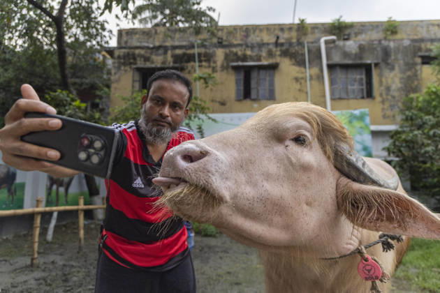 Crowds gather to see albino buffalo nicknamed ‘Donald Trump’ ahead of Eid al-Adha in Bangladesh NARAYANGANJ, BANGLADESH - MAY 23: A man takes a selfie with an albino buffalo nicknamed Donald Trump at a cattle farm ahead of Eid al-Adha in Narayanganj, Bangladesh, on May 23, 2026. The buffalo was given the nickname due to its unusual golden-colored hair and has gone viral on social media. Farm workers are providing constant care and special attention to the animal before it is sold for the Muslim festival sacrifice. Abdul Goni Anadolu Narayanganj Bangladesh. Editorial use only. Please get in touch for any other usage.  Copyright: x2026xAnadoluxAbdulxGonix