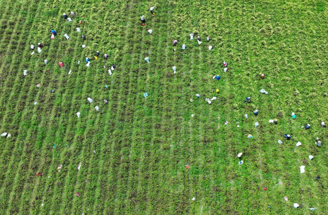 ZAOZHUANG, CHINA - MAY 22: Aerial view of farmers harvesting honeysuckle flowers in a field on May 22, 2026 in Zaozhuang, Shandong Province of China.  Copyright: xVCGx 111643359649
