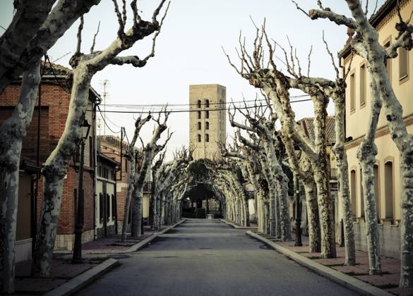 Platanen Allee in Coca, Provinz Segovia, Kastilien und Leon, Spanien Plane tree alley in Coca, Segovia Province, Castile and Leon, Spain Copyright: imageBROKER TobiasxVeser ibltve17787470.jpg