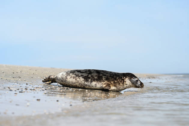 Auswildern von zwei Kegelrobben. Eine Kegelrobbe auf den weg ins Wasser der Nordsee. Norddeich Niedersachsen Deutschland