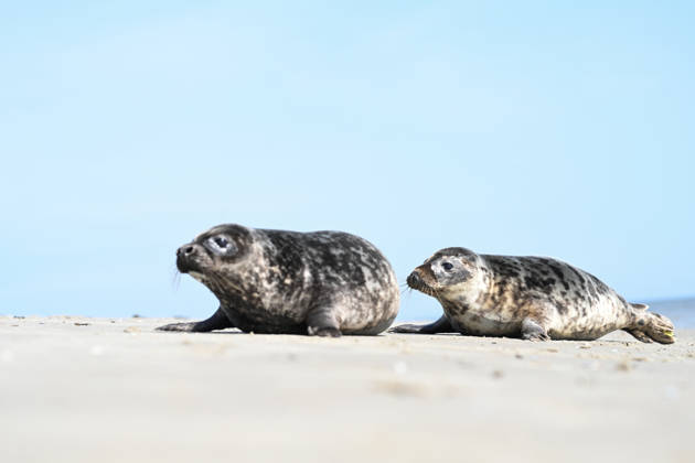 Auswildern von zwei Kegelrobben. Zwei Kegelrobben auf den weg ins Wasser der Nordsee. Norddeich Niedersachsen Deutschland