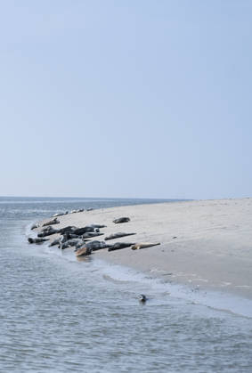 Seehunde in ihrem natürlichen Lebensraum. Zahlreiche Robben und Kegelrobben liegen auf einer Sandbank vor Juist in der Sonne. Norddeich Niedersachsen Deutschland