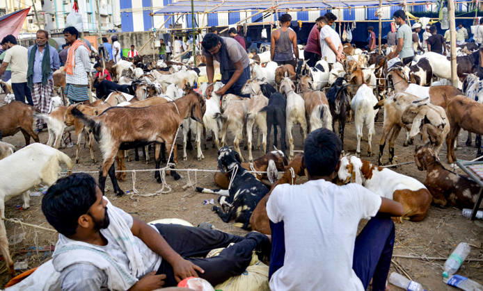 Livestock vendors sell their goats at a Bakri bazaar ahead of the Eid al-Adha festival Patna, May 24 (ANI): Livestock vendors wait for customers to sell their goats at a Bakri bazaar ahead of the Eid al-Adha festival, in Patna on Sunday. Patna Bihar India Copyright: xANIx ANI_20260524050